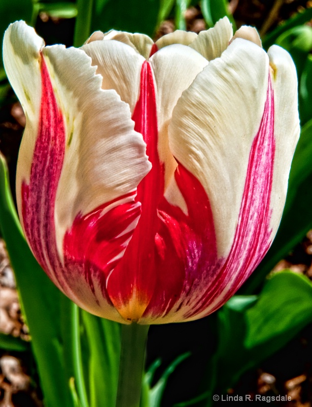 One perfect tulip