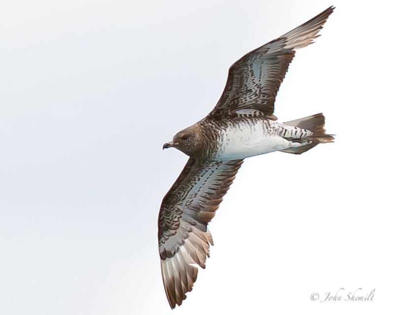 Pomarine Jaeger, immature - October 4th, 2010