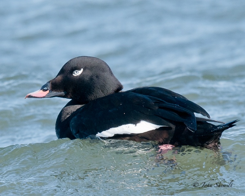 White-winged Scoter - Feb 7th, 2011