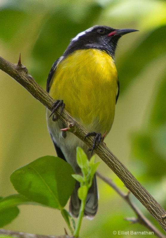 Dominica Birds 7