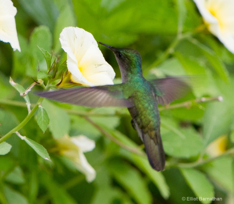 Dominica Hummingbird 3