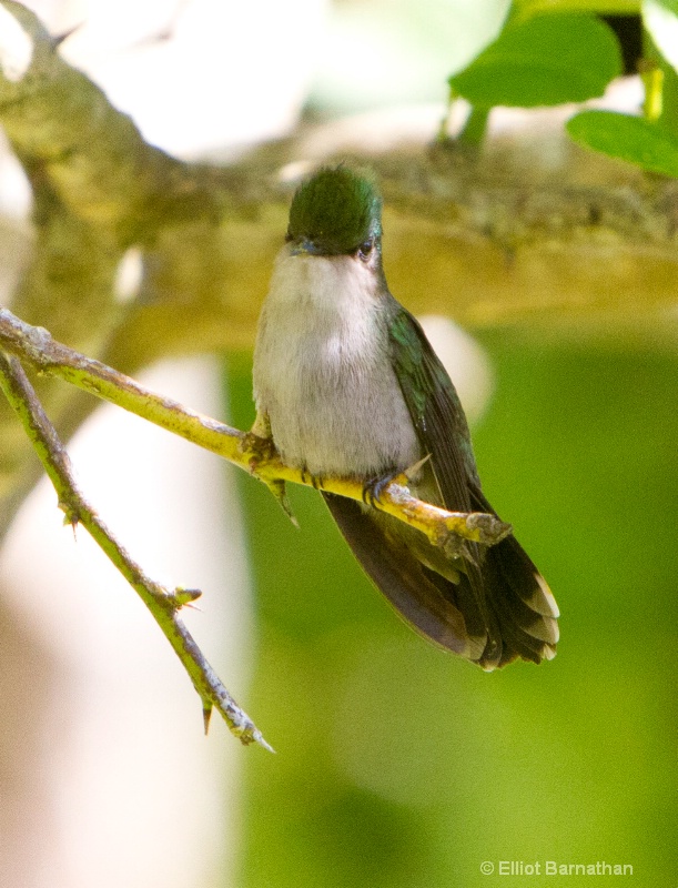 Dominica: Hummingbird 2