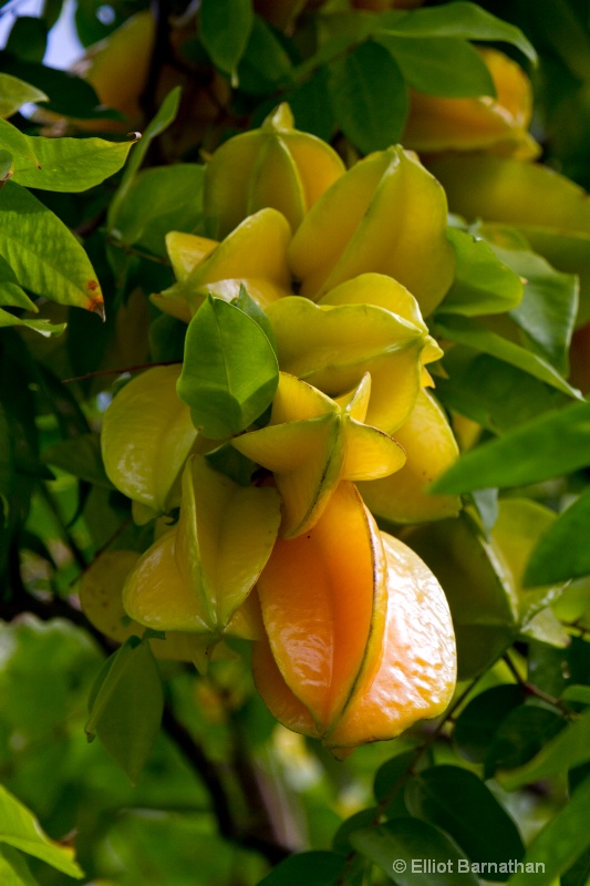 Dominica: Star Fruit