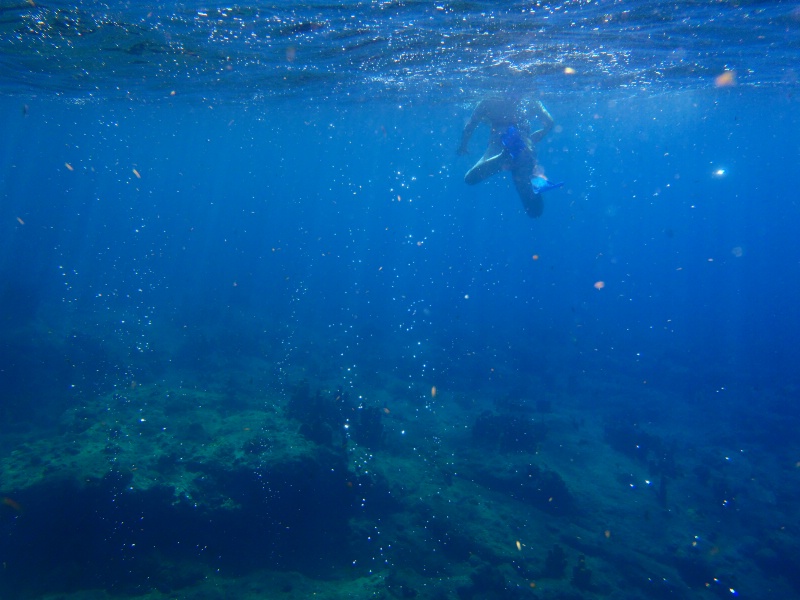 Underwater Life 1