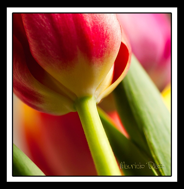 Red Tulip