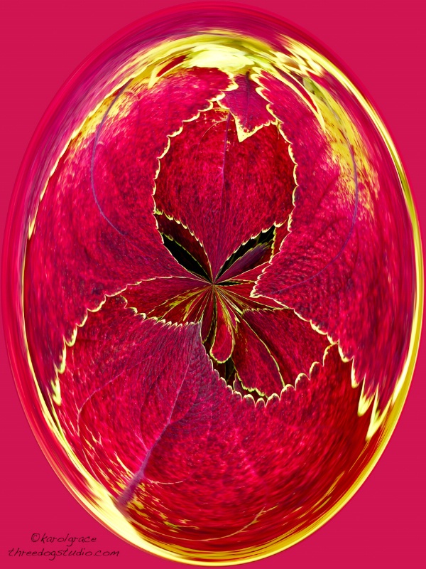 Red Coleus