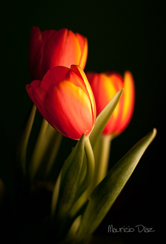 More Tulips