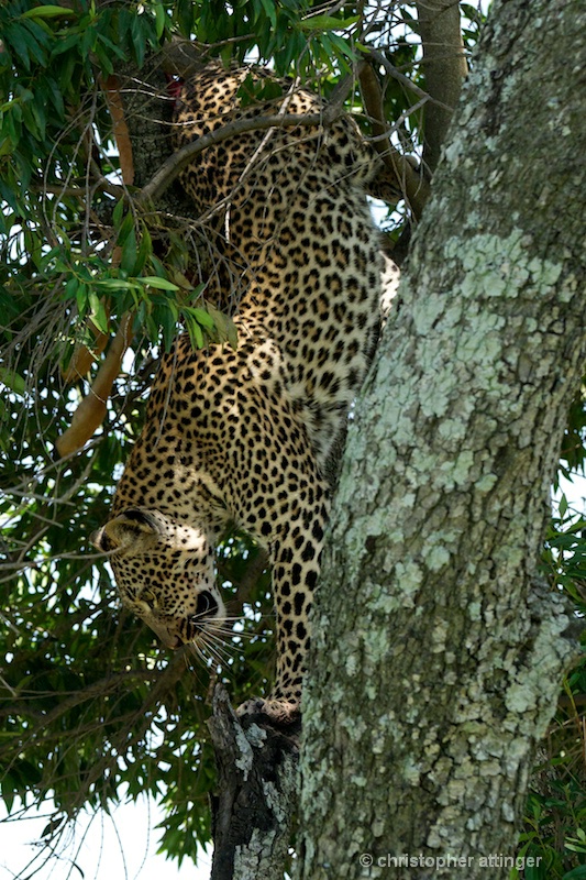DSC9379 Leopard descending tree