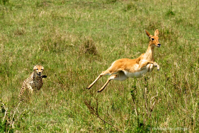 DSC_4607 Cheetah chasing reedbuck