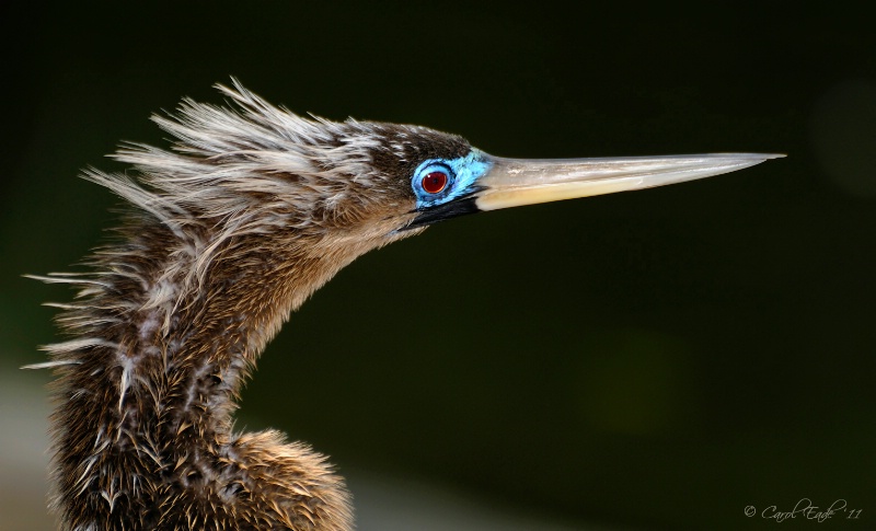 Anhinga In Mating Plumage