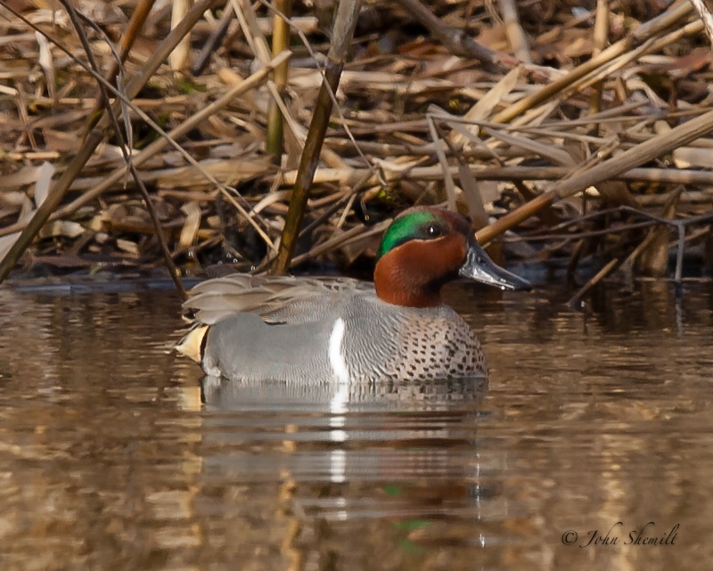Green-winged Teal -  Mar 1st, 2011