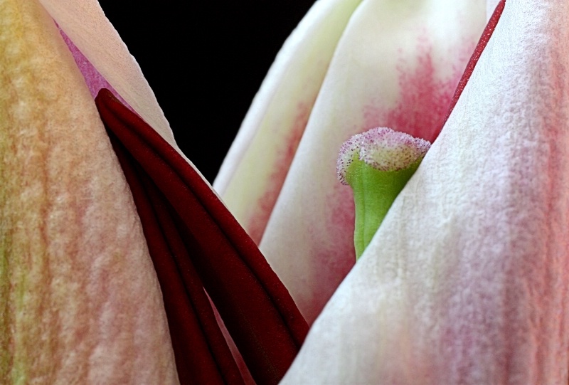 Opening of a Lily