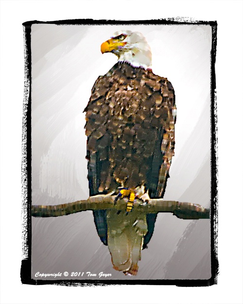 Guardian