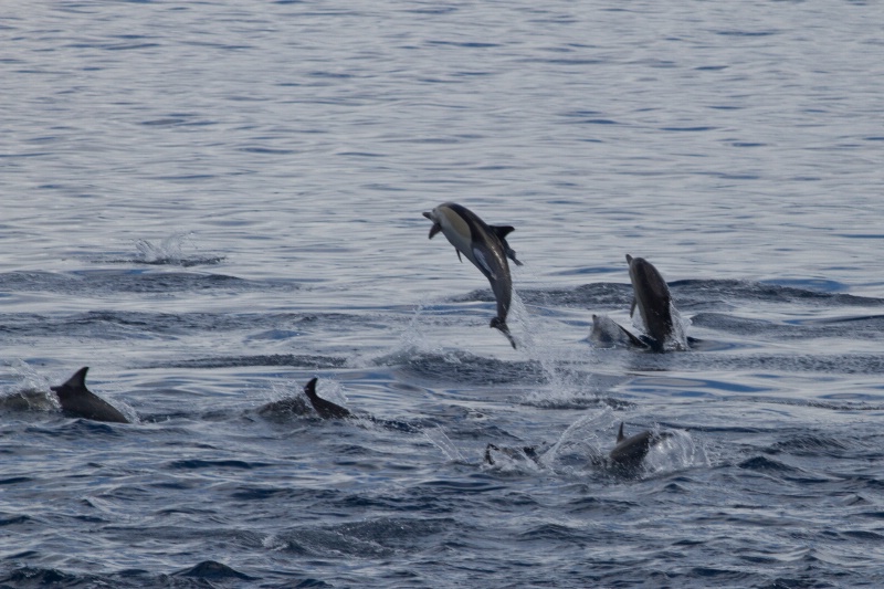 common dolphin
