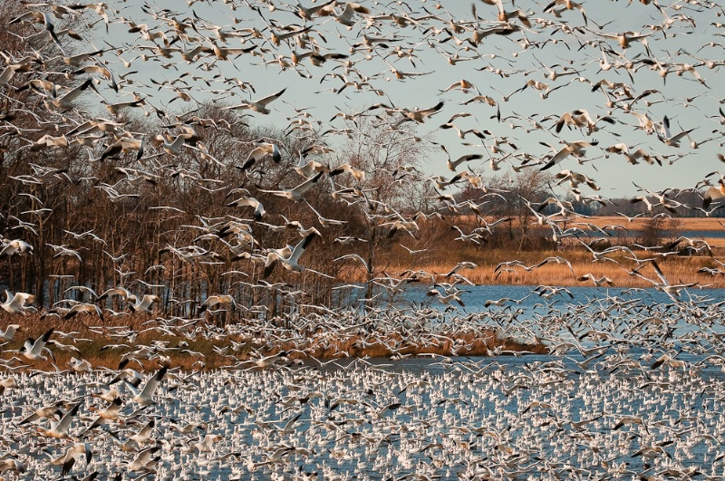 Snow Geese Flocking