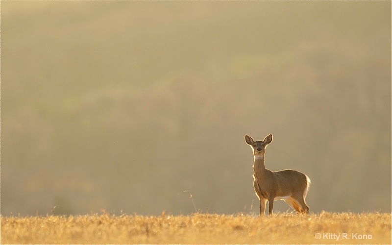 Deer on the Horizon