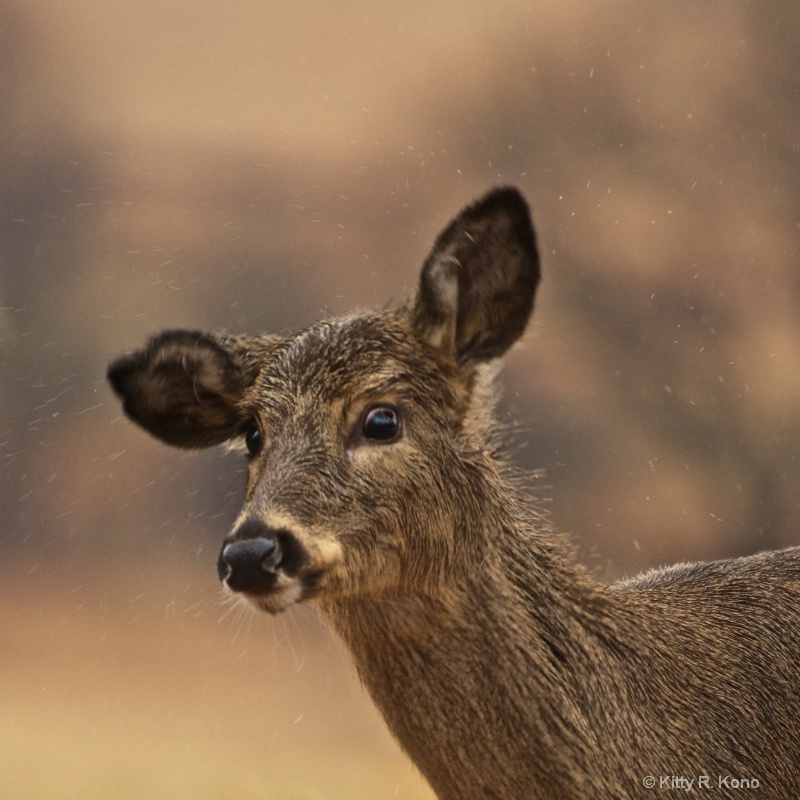 Wet Surprised Deer