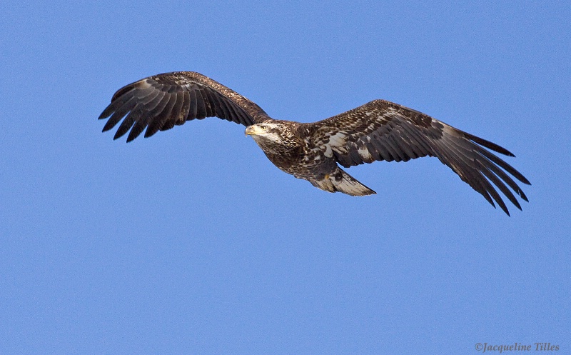 Juvenile Bald Eagle