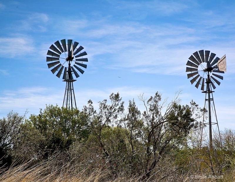 Texas Double Green