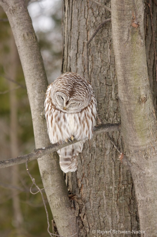 Zen Moment   Barred Owl