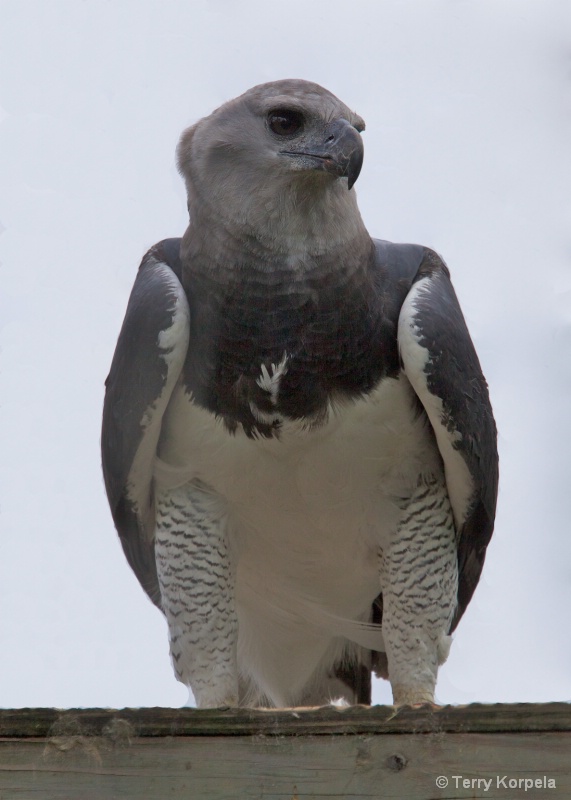 Harpy Eagle