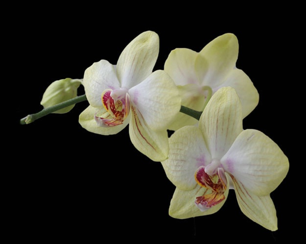 orchid31