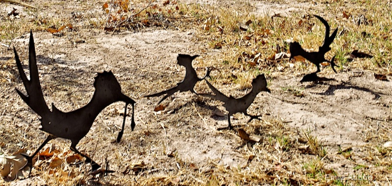 Roadrunners (West Texas Ranch Art)