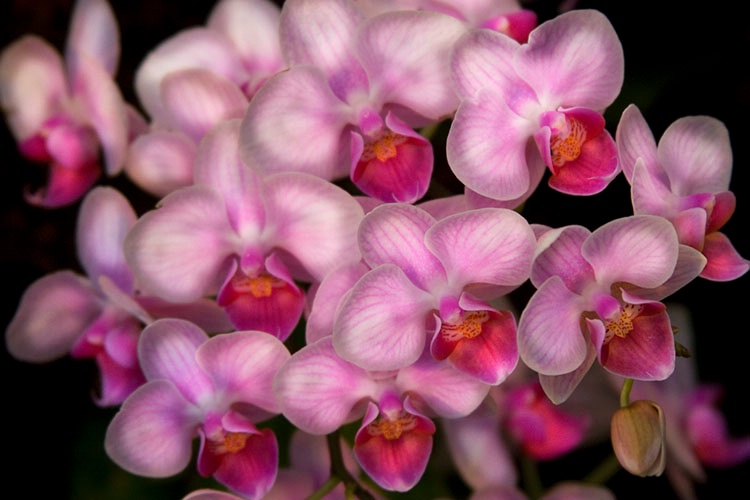 orchid pink 1