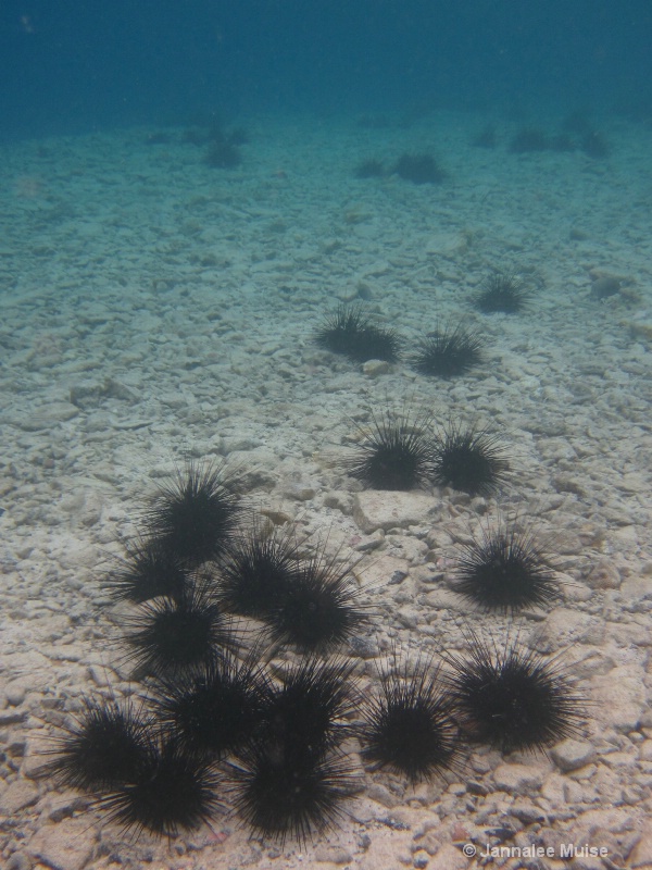 Maho Sea urchins