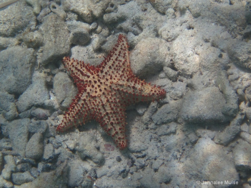 Waterlemon Star