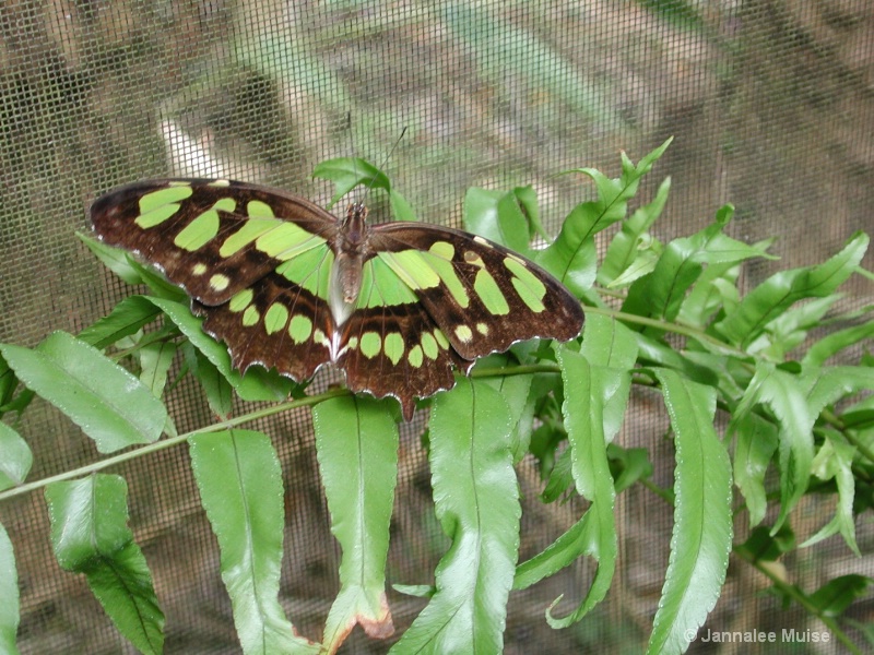 Butterfly in Belize