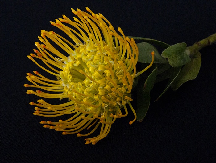 Pincushion Protea