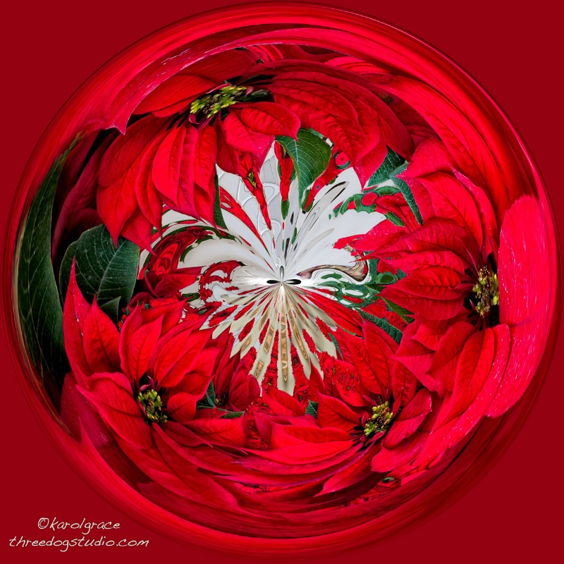 Poinsettias