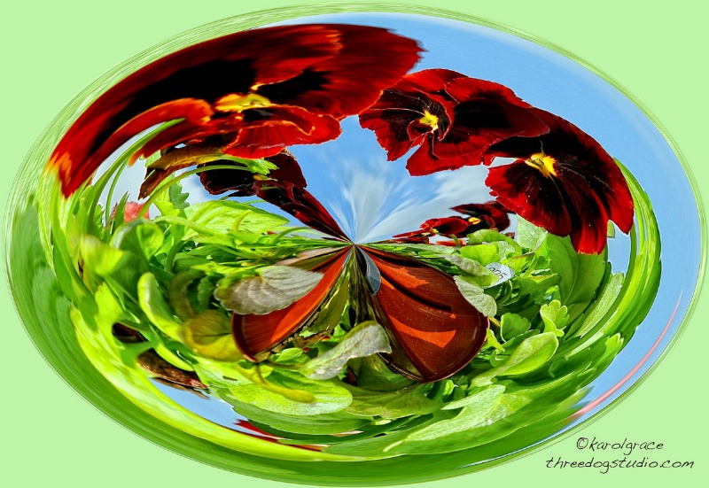 Pansies