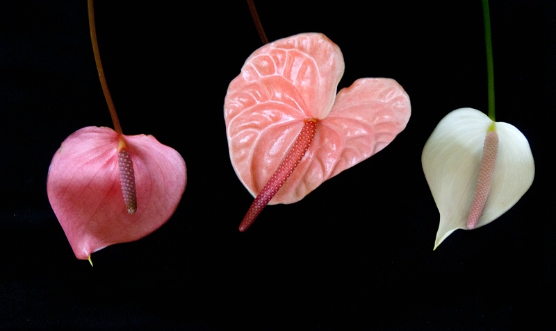 Deconstructed Bouquet