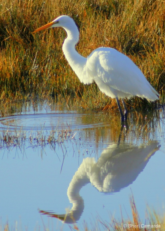 Reflection!