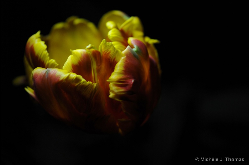 Tulip Awakening in the Dark !