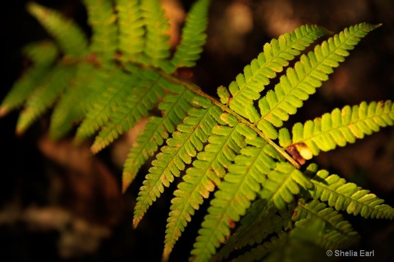 Forest Floor