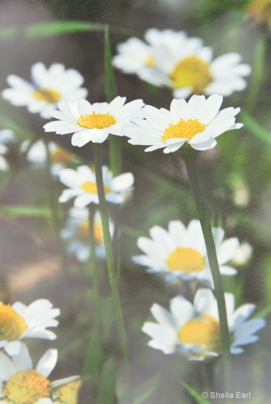 Flowers in the Mist