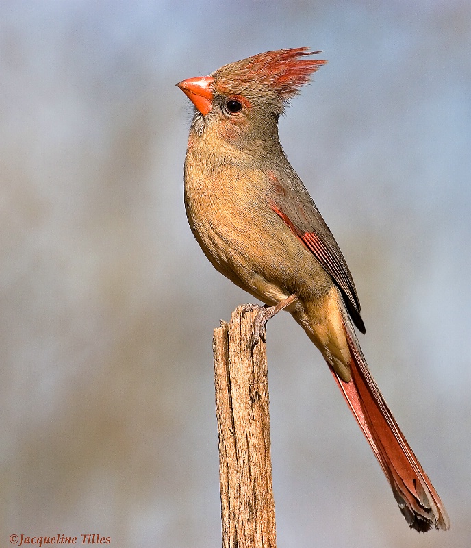 Female Northern Cardinal