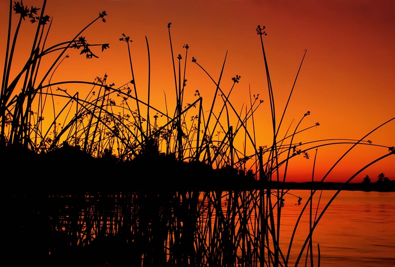 Through the Reeds