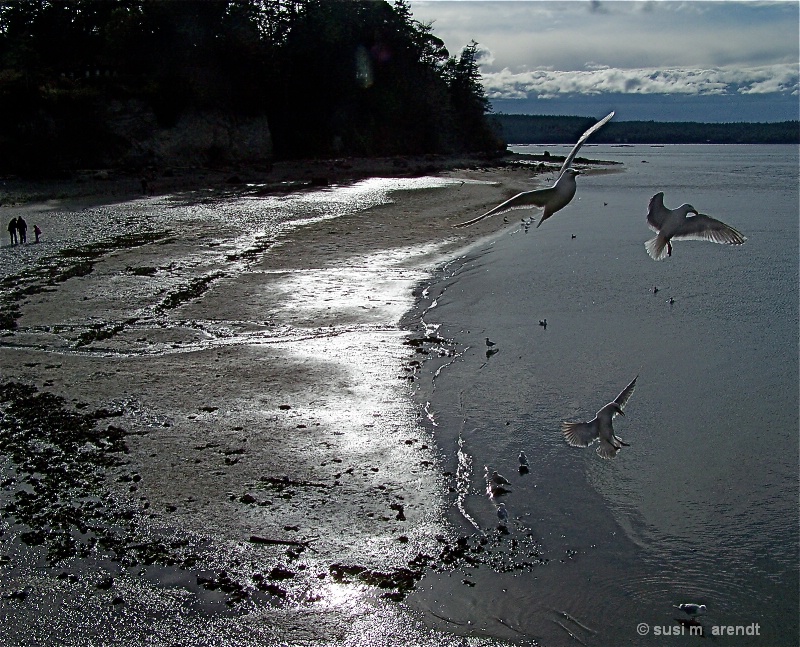 Three Gulls on the Fly