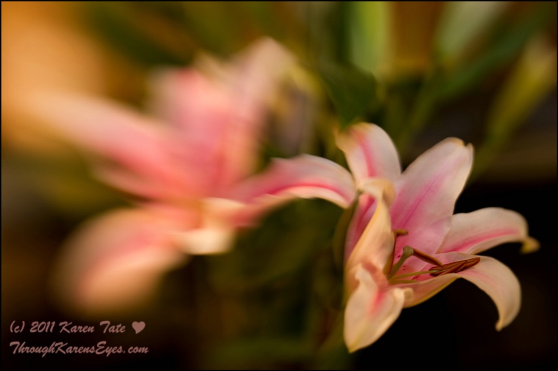Lensbaby Lilies