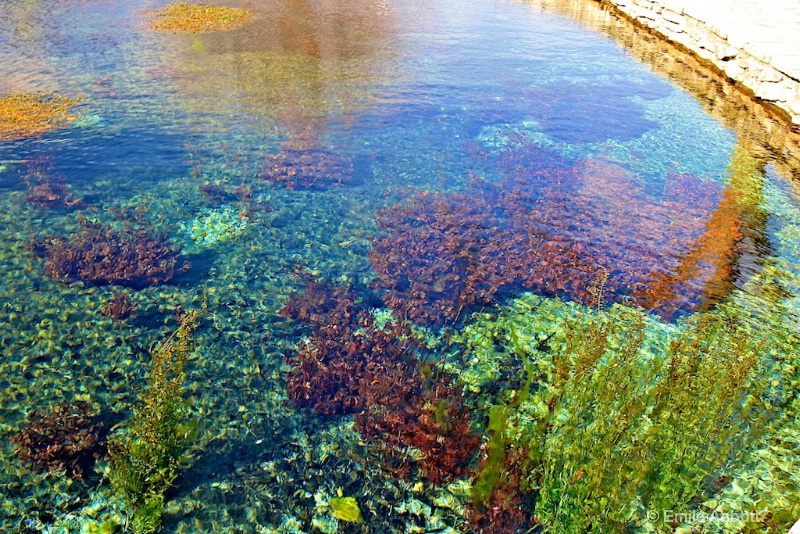 Aquatic plants