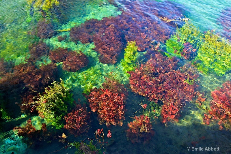 Aquatic plants