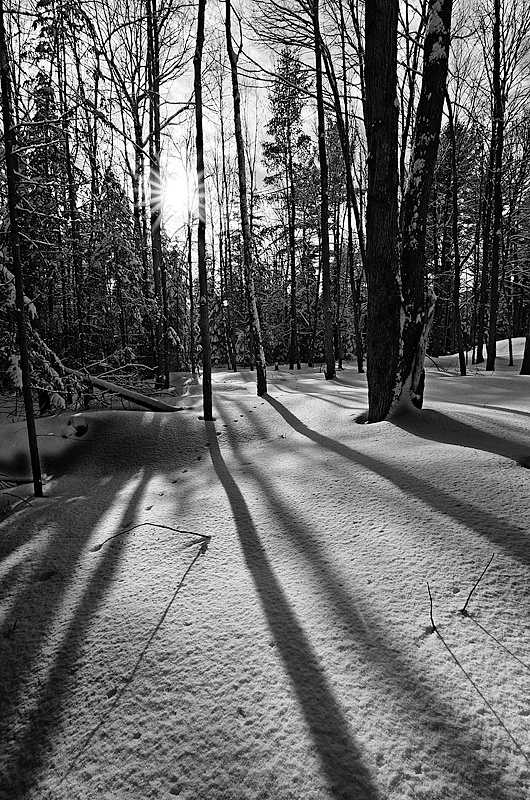 Long Shadows of Winter