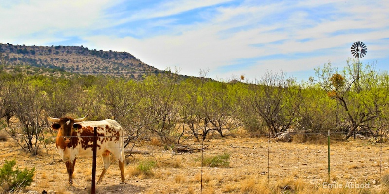 Classic West Texas