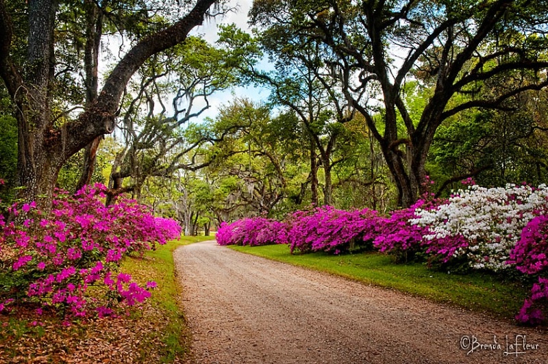 Azalea Path