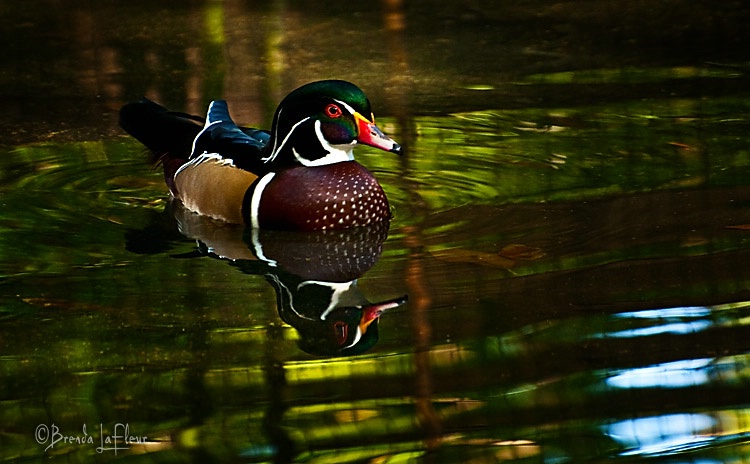 Wood Duck