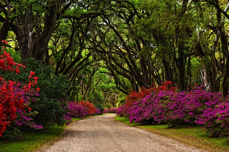 Azalea Lined